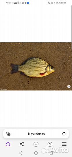 Карась крупный горбатый