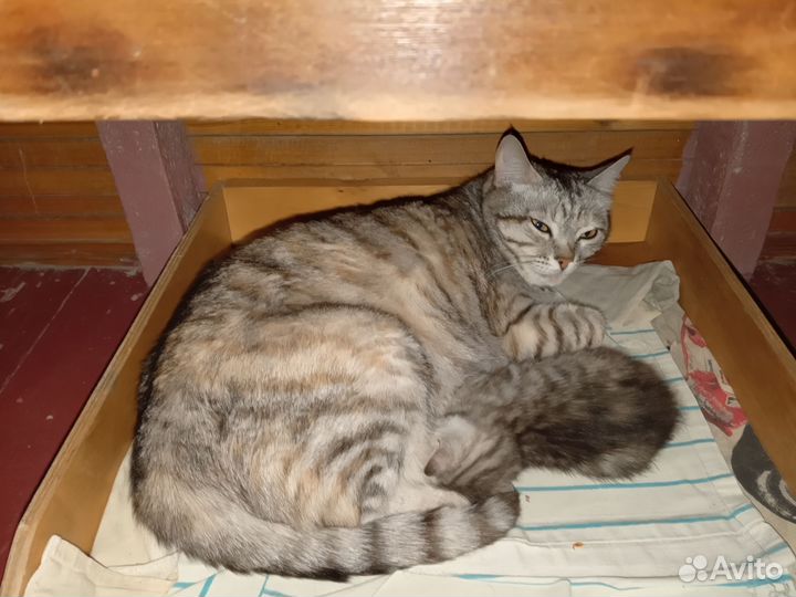 Кошка в дар