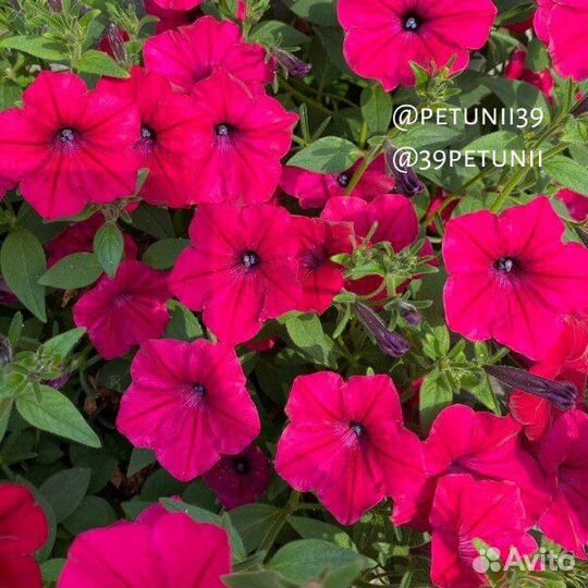 Петунии Калининград