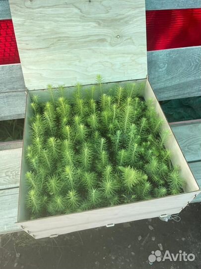 Саженцы ели зкс оптом