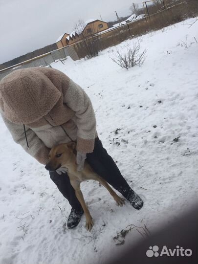 Собака в добрые руки