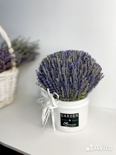 Лаванда в кашпо
