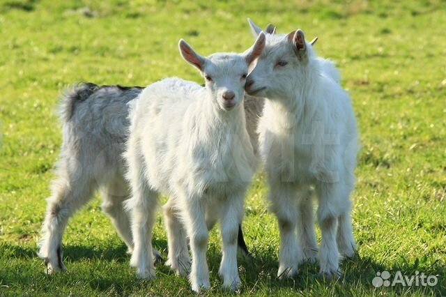 Козлят