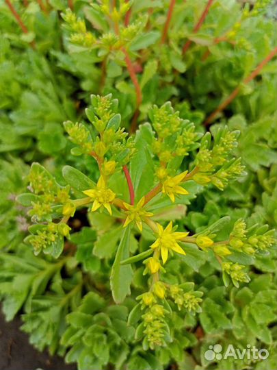 Многолетний почвопокровник