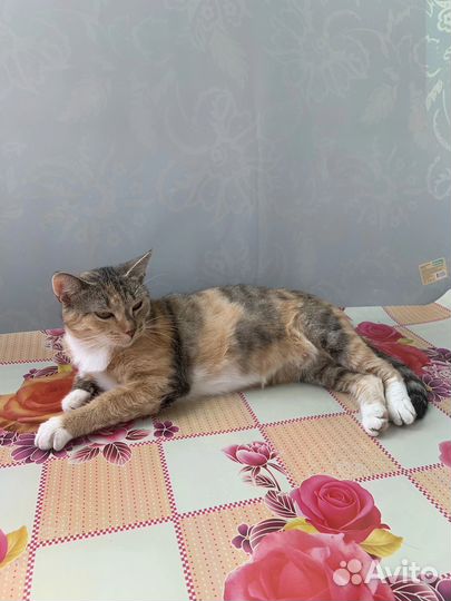 Кото- пчёлка