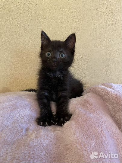 Машенька ищет дом