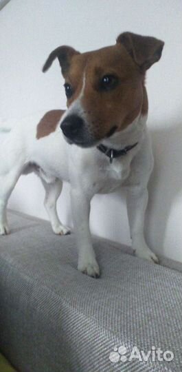 Джек Рассел терьер ищет невесту