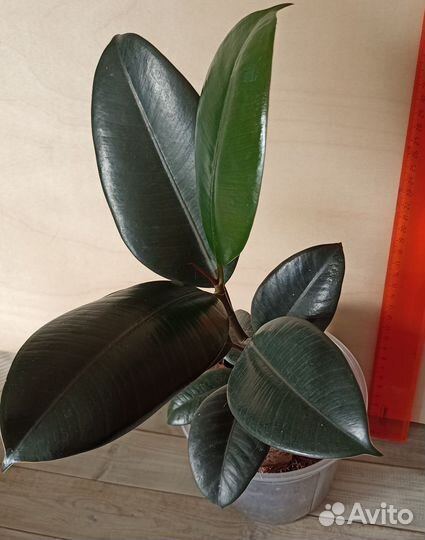 Фикус каучуконосный робуста