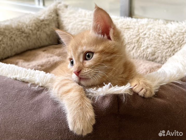 Рыжий котенок Потапыч