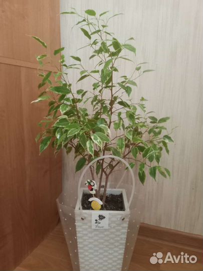 Фикус бенджамина пестролистный