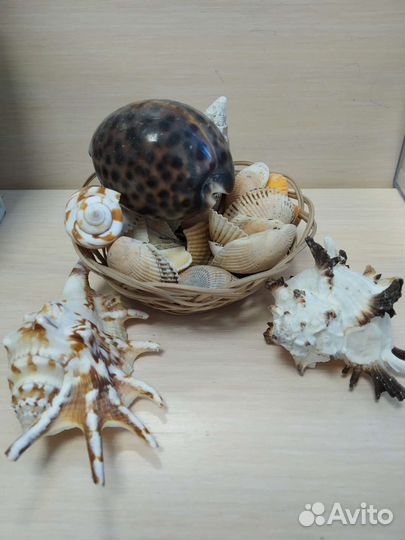 Набор ракушек для украшения, для поделок