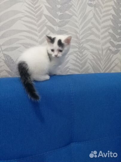 Котята даром в добрые руки
