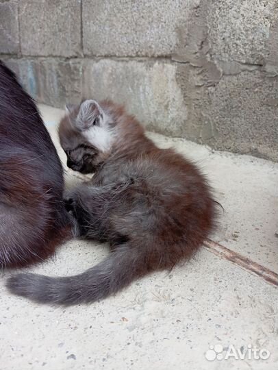Отдам кошечку породистую в хорошие руки