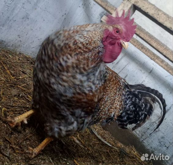 Цыплята петушки