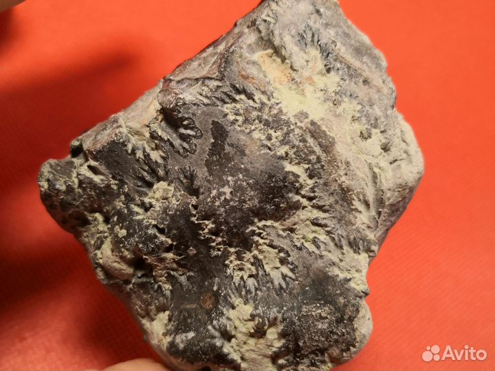 Набор волжских окаменелостей