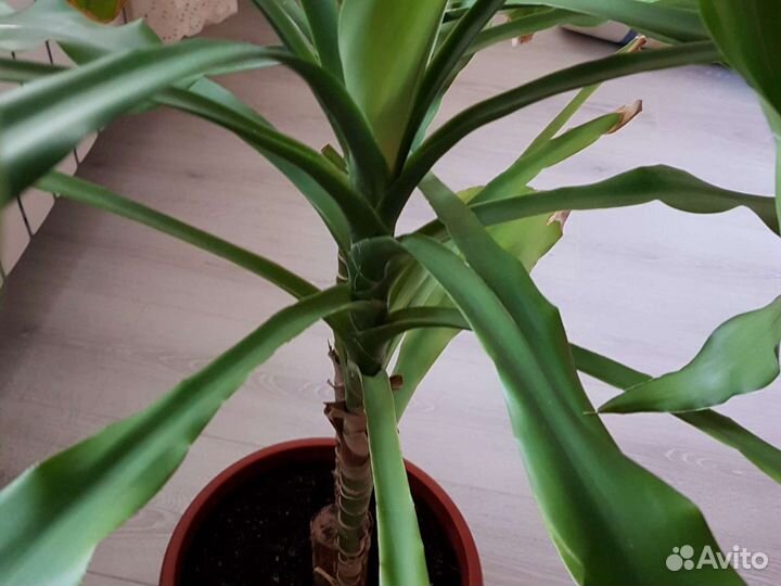 Тросниковая пальма высота 95 см,размах листьев 95