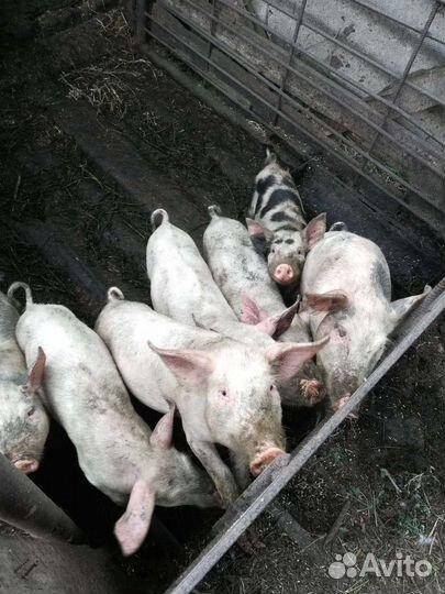 Поросята