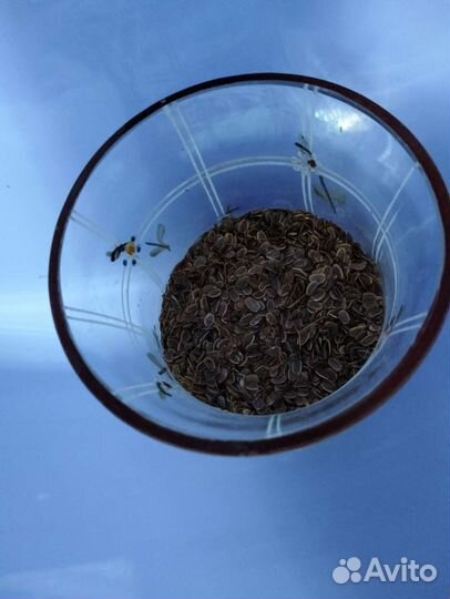 Семена укропа сухие