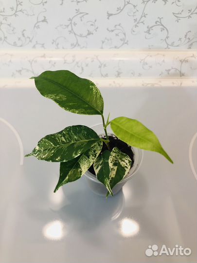 Фикус Эльдорадо