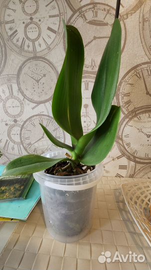 Орхидея Фаленопсис Карибская мечта, Африканская