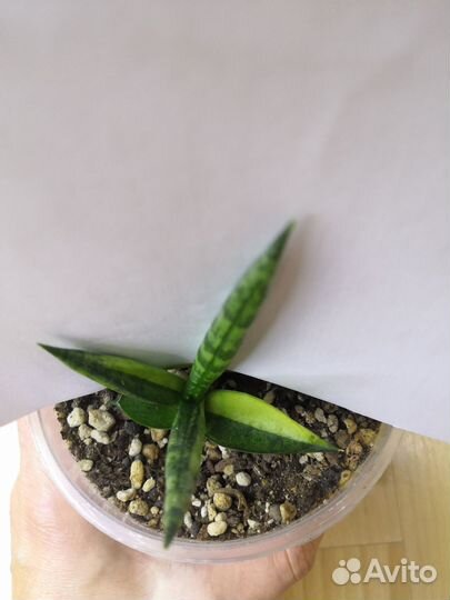 Сансевиерии сортовые