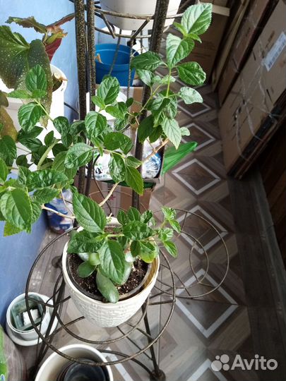 Комнатные цветы