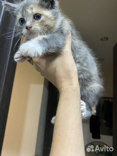 Девочка 1,5 месяца