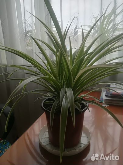 Хлорофитум