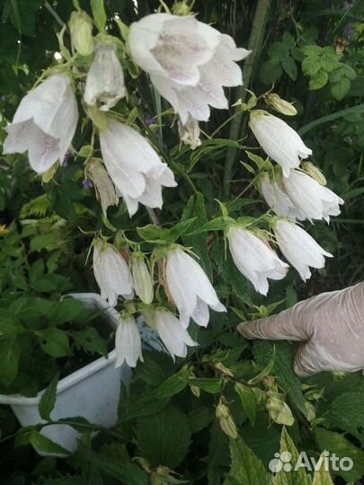 Колокольчики