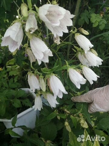 Колокольчики