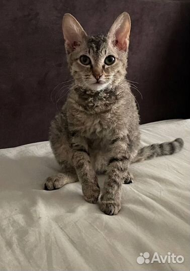 Донской сфинкс котенок