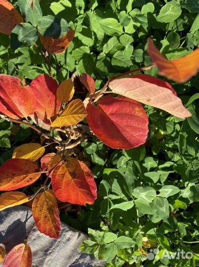 Фотергилла 