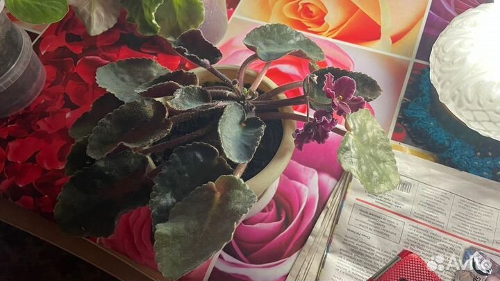 Комнатные растения-цветы