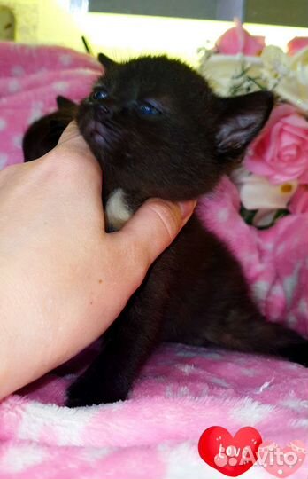 Кукольные сиамские малыши,голубоглазки