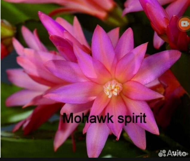 Редкие сорта Рипсалидопсис (пасхальник)