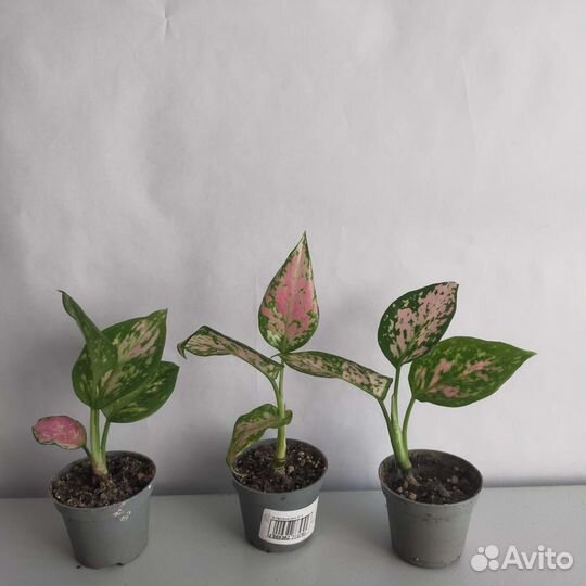 Аглаонемы разных сортов