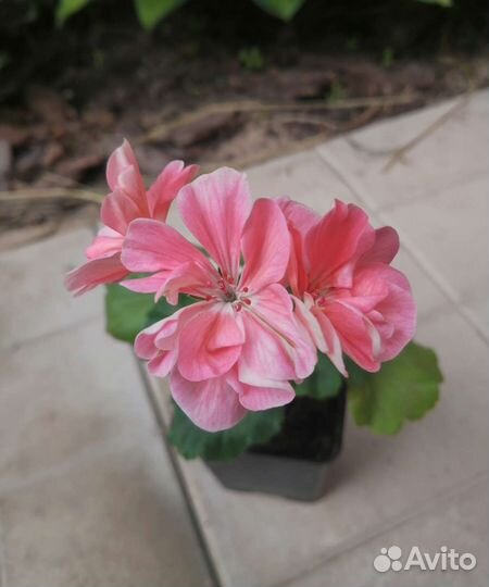 Пеларгонии сортовые часть 2