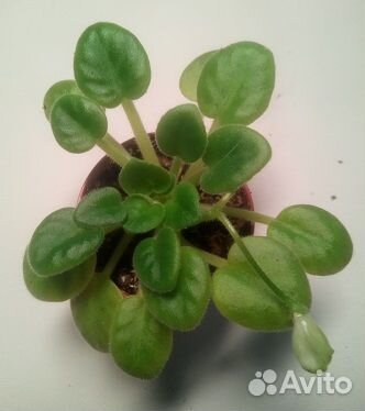 Минифиалочки