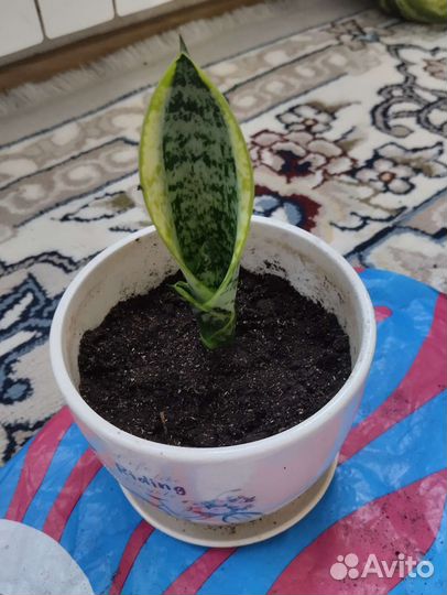 Сансевиерия