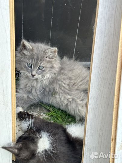 Котенок мальчик