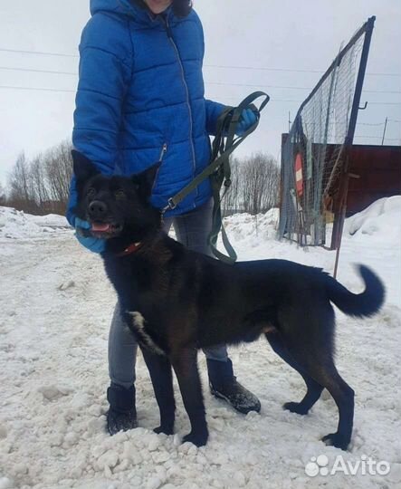 Собака в добрые руки