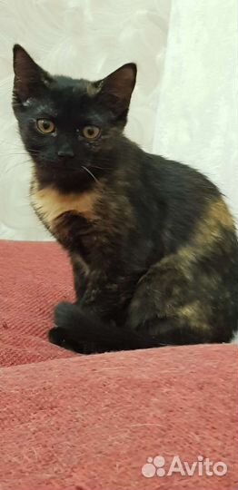 Котенок трехцветка Черри 7мес привита метиска
