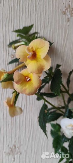 Ахименесы, стрептокарпусы