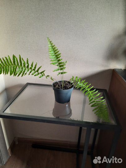 Папоротник нефролепис