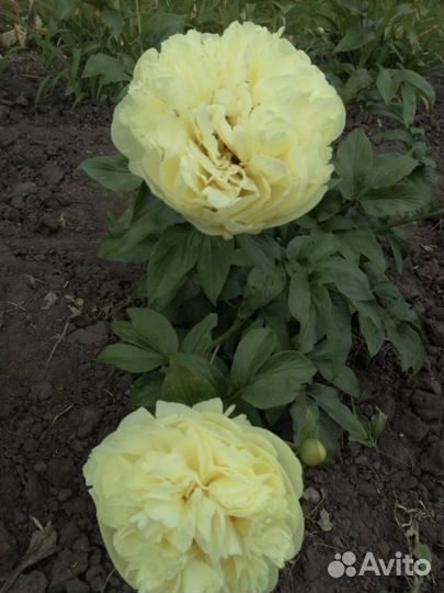 Пион Лемон Шиффон