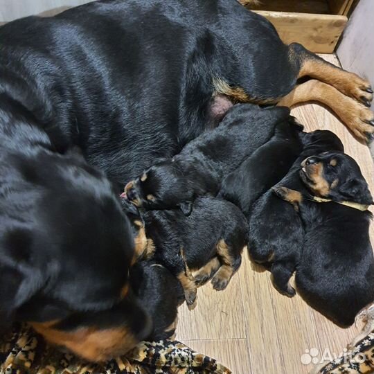 Ротвейлер щенки