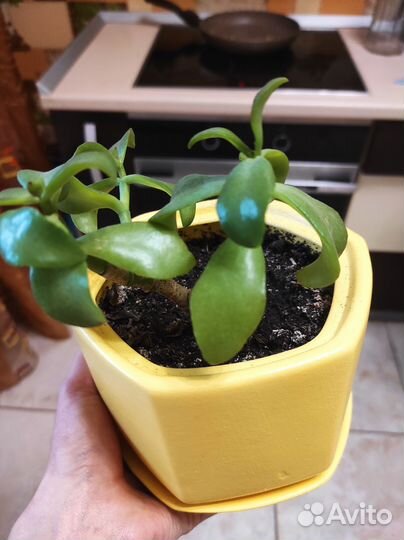 Толстянка (денежное дерево)