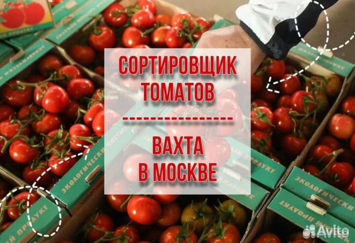 Вахта- Сортировщик томатов в Агрокомплекс Москвы