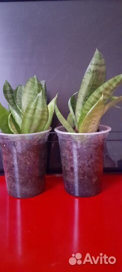 Сансевиерия. Плектрантус ароматный