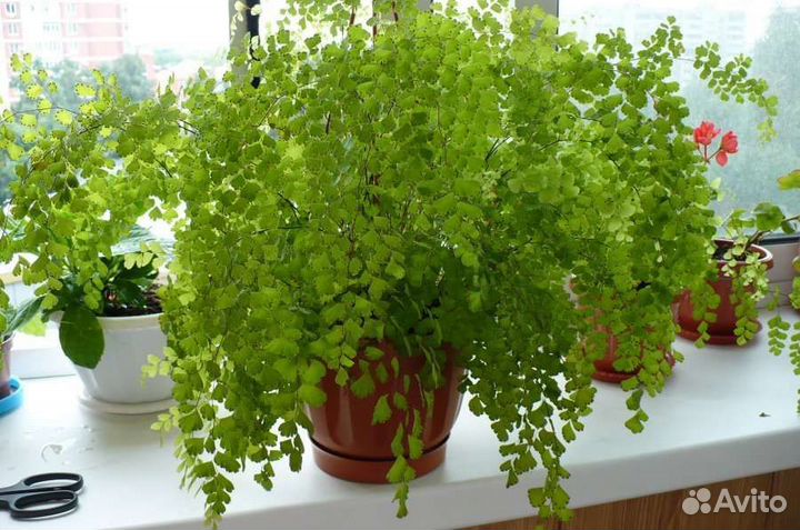 Адиантум или волос Венеры